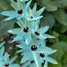 Exotic Green Pine Warbler Orchid Seeds, Rare Bloom, Unique Heirloom Variety, Non-GMO, Easy To Grow, Stunning Indoor And Outdoor Plant, Perfect For Collectors - 200PCS - View 4