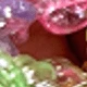Multicolor