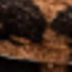 طباعة الفهد
