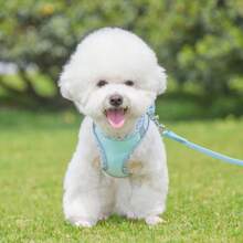Harnais pour chien de promenade et ensemble de laisse pour chiens de petite et moyenne taille, Chihuahua, Pomeranian, accessoires de harnais pour chiens