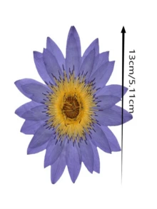 1 pieza Decoración de flor de loto seca y prensada hecha a mano para decorar en resina, perfecto para marcos de fotos, marcapáginas, velas de aromaterapia, manualidades creativas y decoración del hogar, ideal como regalo del Día de Acción de Gracias