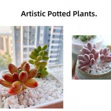 100g Premium Ghiaia decorativa bianca, pietre per paesaggistica bianche, ciottoli di fiume bianchi, per paesaggistica, decorazione interna ed esterna, perfetti per vasi, acquari e sentieri da giardino - ideali per progetti fai-da-te e composizioni floreali