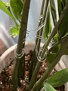 4 Stücke Pflanzenstütze gegen Umkippen, grüner Pflanzenfixierer, faltbare fixierte Unterstützung für Hydroponik Blumen - Verschiedenfarbig - Übersicht 7