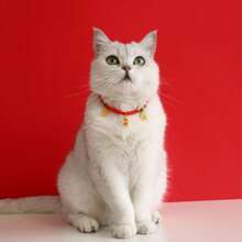 1 pièce Collier en corde rouge pour animaux de compagnie avec un cadenas de sécurité et un pendentif porte-bonheur pour la fortune et la richesse. Collier réglable pour chats et petits chiens convenant aux animaux pesant 2-8kg