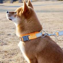 airskyce 户外狗项圈，适合中小型犬，松狮犬，柯基犬，博美犬颈带 - 黃色 - 查看 5