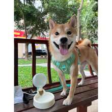500ml Pet Portable Collapsible Water Cup, Bulb Shaped, Large Capacity Dog Bowl For Outdoor Use - Multicolor - View 1