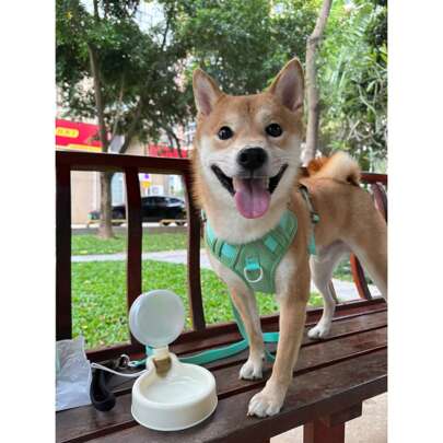 500ml Pet Portable Collapsible Water Cup, Bulb Shaped, Large Capacity Dog Bowl For Outdoor Use