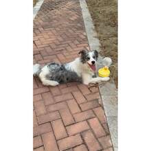 500ml Pet Portable Collapsible Water Cup, Bulb Shaped, Large Capacity Dog Bowl For Outdoor Use - Multicolor - View 6