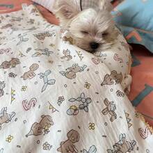 聚酯材料宠物毛绒枕头，适合睡觉，比小狗和熊更柔软、更舒适。宠物枕头