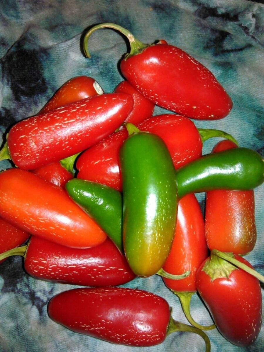 50+ Tam Jalapeno Pepper Seeds -- Heirloom - Organic - NON GMO ------------ FRESH - 1 - View 1