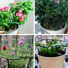 8pcs Plastic Plant Support Rings, Suitable For Greenhouse Garden, Semi-Circular Fixed Rod For Indoor Flowers & Climbing Plants, Flexible & Adjustable Bonsai Tool, Easy To Adjust Height