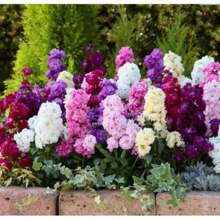 Resistant Garden Flower Seeds