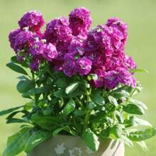 Resistant Garden Flower Seeds