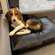1pc Dog Leather Bed Mat, Filled With Polyester, No Assembly Required, Suitable For Multiple Dog Breeds, Also For Cats, Easy To Clean, Suitable For All Seasons