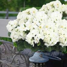 1/2 pièces - 5 branches / 1 bouquet - Fleur artificielle, géranium artificiel en fleur de soie, plante fausse. Décorations pour la maison, le jardin, le porche, l'intérieur et l'extérieur, le cimetière, les couronnes, les mariages et le jardin (couleur : rouge rubis)