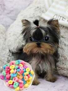 100pcs/500pcs/20pcs Cute Pet Essentials Small And Medium Pets Candy Color Headband Diverse Decorations Dress Up Beautiful Pet Essentials Pet Supplies, Pet Decorations Pet Hair Jewelry Random Color