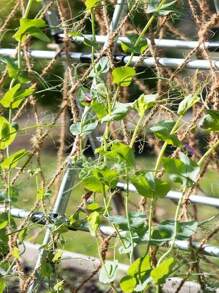 1 件卡其色藤条和柳条花园网 - 复古装饰绳网，适用于户外攀岩、天花板悬挂、楼梯保护 - 彩色 - 查看 7