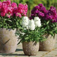 Resistant Garden Flower Seeds