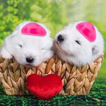 20pcs Pink Plastic Mini Western Cowboy Hats, Delicate Mini Hats, Brown Party Costumes Hats, For Pretend Play Party House Decor, Birthday Party Decor, Theme Party Supplies, Spring Trip Dessert Decor