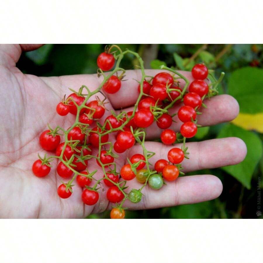 High Germination Rate 10+ Sweet Pea Currant Tomato Seeds - TINY - 1000&Apos;S Of Tomatoes ------------ RARE - 1 - View 1