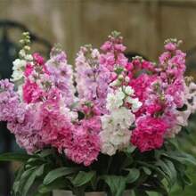 Resistant Garden Flower Seeds