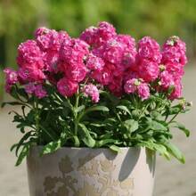 Resistant Garden Flower Seeds