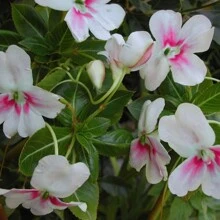 Free Extra 500 Seeds/Seeds 800 Impatiens Balsam Seeds For Planting Outdoor Flowers Plants Horticulture Nature Semillas De Flores Plants Semillas De Plantas Garden Rose Plant Strawberry Seeds Plant Seeds Seeds For Planting Orchid Flower Seeds Tulips Tulipanes Live Plants Plants Live Sunflower Hena - 800Pcs - View 5