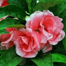 Free Extra 500 Seeds/Seeds 800 Impatiens Balsam Seeds For Planting Outdoor Flowers Plants Horticulture Nature Semillas De Flores Plants Semillas De Plantas Garden Rose Plant Strawberry Seeds Plant Seeds Seeds For Planting Orchid Flower Seeds Tulips Tulipanes Live Plants Plants Live Sunflower Hena - 800Pcs - View 2