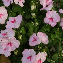 Free Extra 500 Seeds/Seeds 800 Impatiens Balsam Seeds For Planting Outdoor Flowers Plants Horticulture Nature Semillas De Flores Plants Semillas De Plantas Garden Rose Plant Strawberry Seeds Plant Seeds Seeds For Planting Orchid Flower Seeds Tulips Tulipanes Live Plants Plants Live Sunflower Hena - 800Pcs - View 4