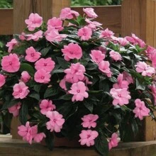 Free Extra 500 Seeds/Seeds 800 Impatiens Balsam Seeds For Planting Outdoor Flowers Plants Horticulture Nature Semillas De Flores Plants Semillas De Plantas Garden Rose Plant Strawberry Seeds Plant Seeds Seeds For Planting Orchid Flower Seeds Tulips Tulipanes Live Plants Plants Live Sunflower Hena - 800Pcs - View 3