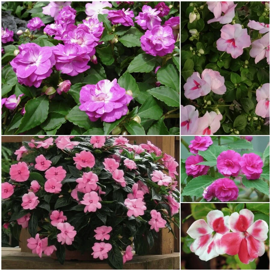 Free Extra 500 Seeds/Seeds 800 Impatiens Balsam Seeds For Planting Outdoor Flowers Plants Horticulture Nature Semillas De Flores Plants Semillas De Plantas Garden Rose Plant Strawberry Seeds Plant Seeds Seeds For Planting Orchid Flower Seeds Tulips Tulipanes Live Plants Plants Live Sunflower Hena - 800Pcs - View 1