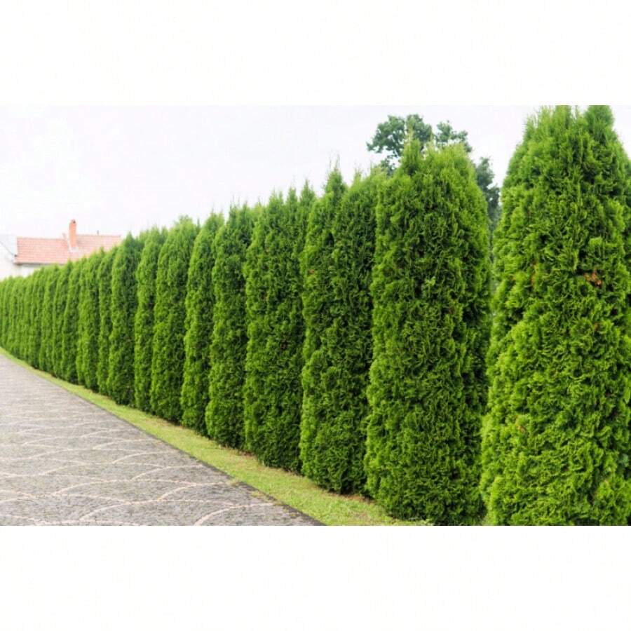 Planta Jardín Maceta Thuja Esmeralda - Pack 50 Plantas 35-40 Cm - Árbol  Vida Seto - Maceta 0.5L - Verde Intenso Thuja Occidentalis Esmeralda, image size:900x900