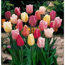 200 Tulip Seed Bulbs Suitable For Autumn Planting Perennial Floral Tulip Bulbs Suitable For Multiple Regions