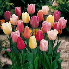 200 Tulip Seed Bulbs Suitable For Autumn Planting Perennial Floral Tulip Bulbs Suitable For Multiple Regions