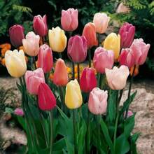200 Tulip Seed Bulbs Suitable For Autumn Planting Perennial Floral Tulip Bulbs Suitable For Multiple Regions