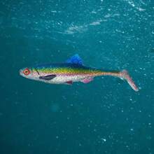 Gran señuelo de pesca, cebo blando de 20 cm/7.87 pulgadas/59.5 g, equipo de pesca artificial - Beis - Ver 5