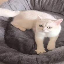 Soft Warm Dog Bed Pets Basket Cat House Sofa For Medium Large Dog Sofa Bed Cushion Dog Bed House Pet Supplies Accessories