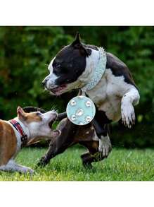 铆钉狗项圈和牵引绳套装，可调节铆钉皮革狗项圈，适合户外散步