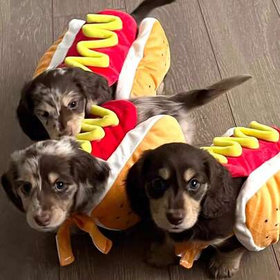 1 件有趣可爱的热狗图案狗狗服装，适合休闲穿着、聚会和派对