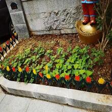 12pcs Plastic Tulip Flower Shape Garden Fence, Easy Assemble Decorative Edging For Fairy Garden, Yard, Outdoor Decor, Multipurpose, Red/Yellow Tulips Design