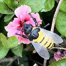 1/4 件儿童智力逼真动物和昆虫模型，恶作剧玩具昆虫装饰，春季户外园艺沙箱场景，瓢虫甲虫蜜蜂