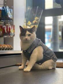 Spring/Autumn Pet Dog Denim Clothes, 2-Leg Outfit For Poodle, Teddy & Small Dogs, Cute Vest T-Shirts For Outdoor Wear