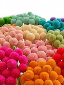 10/20pcs Craspedia Dried Flowers,Yellow Globe Thistle, Approx. 1-1/2 Inch Diameter, For Home Decor, Photo Props, DIY Wedding Decoration Gifts Birthday Graduation