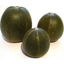 Flower Seeds 35 Sweet TATUME SQUASH Cucurbita Pepo Calabash Calabacita Mexican Zucchini Seeds - 1 - View 2