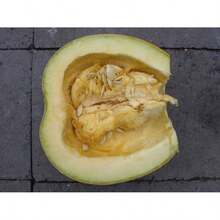 Flower Seeds 35 Sweet TATUME SQUASH Cucurbita Pepo Calabash Calabacita Mexican Zucchini Seeds - 1 - View 1