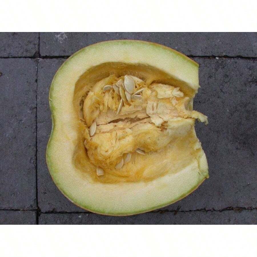 Flower Seeds 35 Sweet TATUME SQUASH Cucurbita Pepo Calabash Calabacita Mexican Zucchini Seeds - 1 - View 1