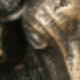 Ox
