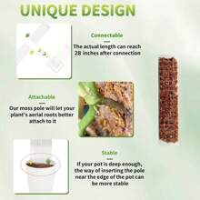 1/2/4 Stücke 60 cm Moosstäbe für Kletterpflanzen - Pflanzenunterstützung mit perforiertem Design für Zimmerbegrünung, Monstera und Sphagnum-Moos, Moospfahl für Pflanzen - Transparent - Übersicht 4