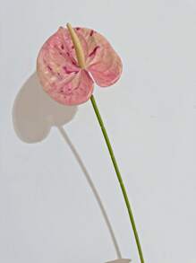 1 PIEZA/3 PIEZAS/5 PIEZAS Flores artificiales de Anthurium Lily (rosado manchado) para decoración de bodas, oficina, fiesta, hotel, hogar, centro de mesa - Rosa manchado - Ver 5