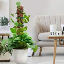 1/2/4 Stücke 60 cm Moosstäbe für Kletterpflanzen - Pflanzenunterstützung mit perforiertem Design für Zimmerbegrünung, Monstera und Sphagnum-Moos, Moospfahl für Pflanzen - Transparent - Übersicht 5